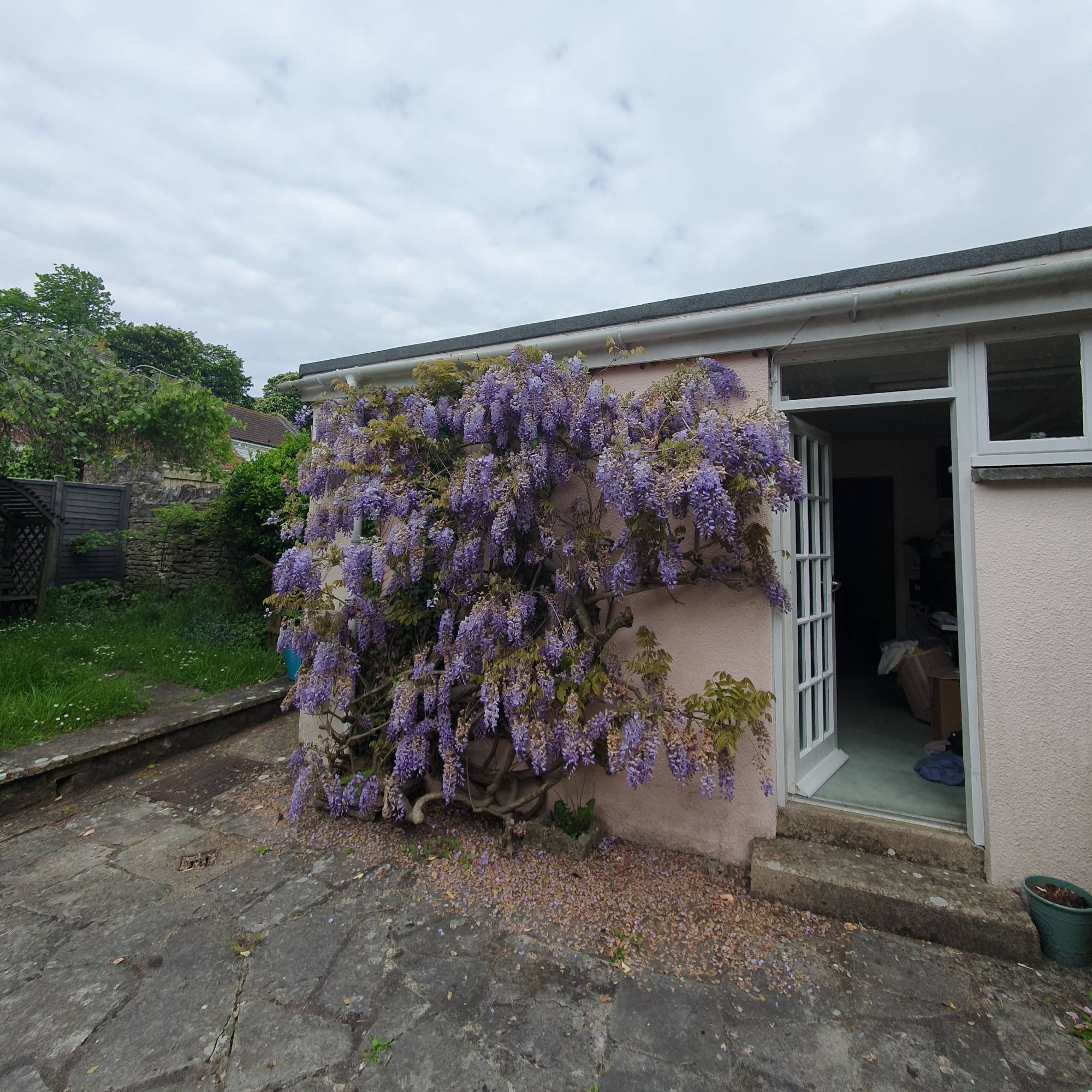 wisteria in bloom in courtyard garden