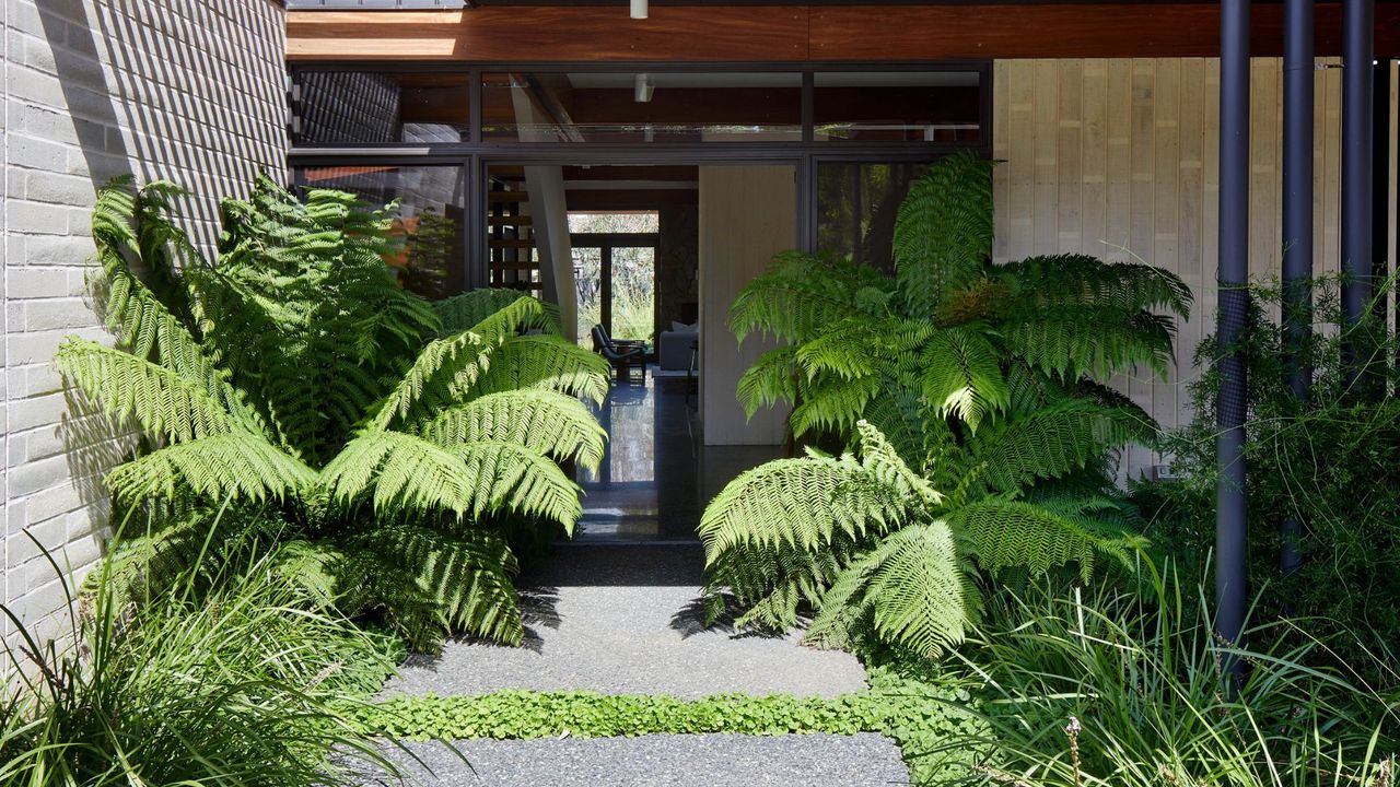 Ferns at the front of a home 