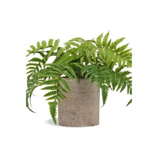 potted fern plant
