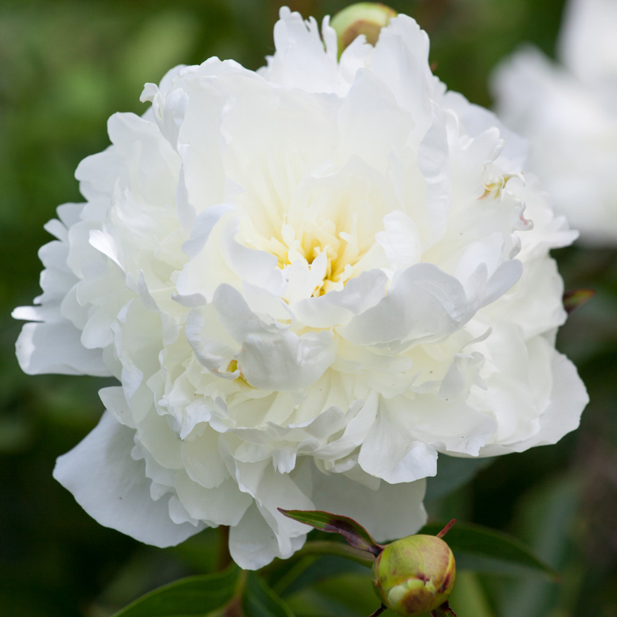 Paeonia 'madame Lemoine'