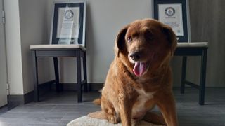 Bobi, world record holder as oldest dog