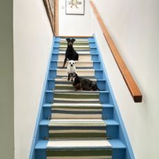 Three dogs on blue staircase with striped fabric runner