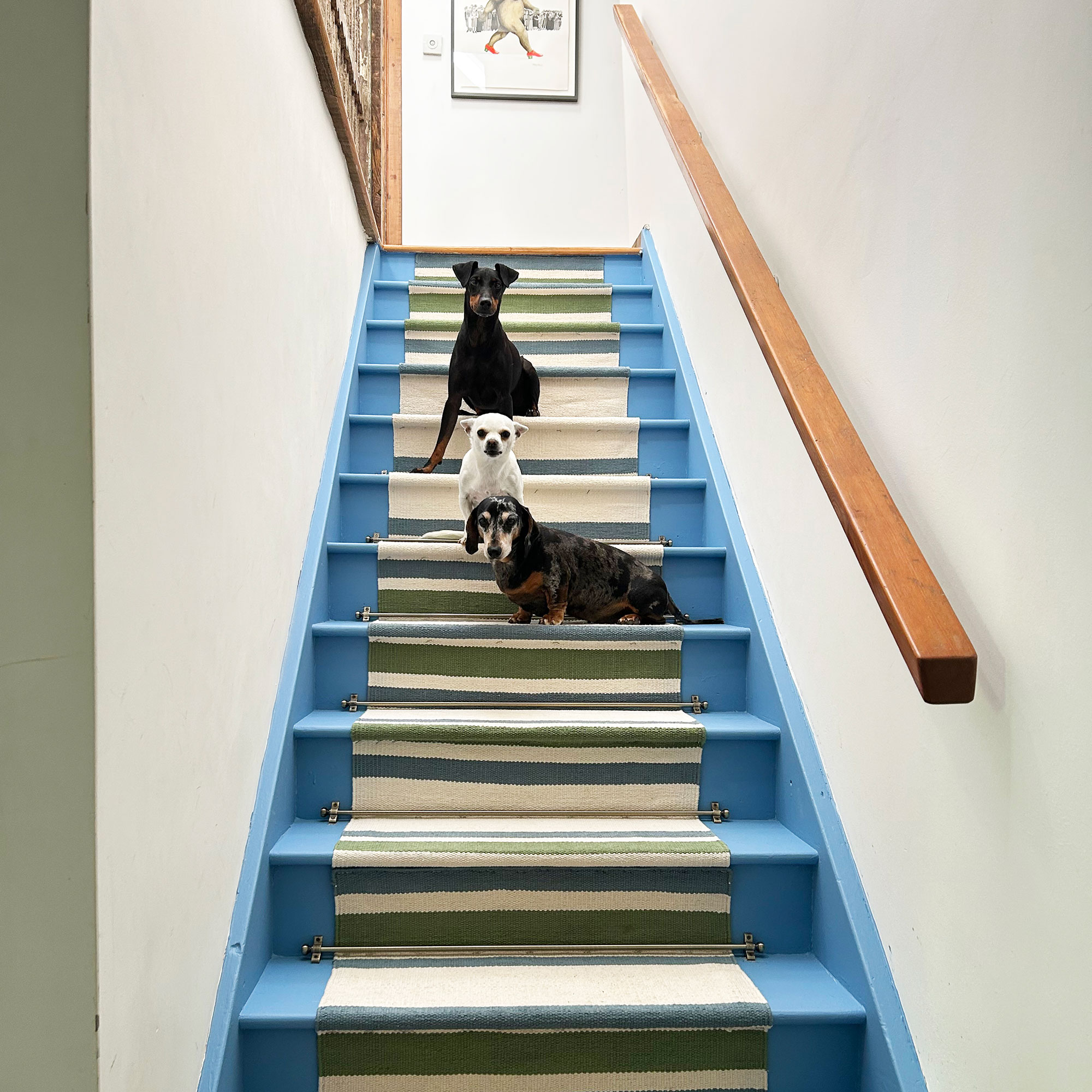 Three dogs on blue staircase with striped fabric runner