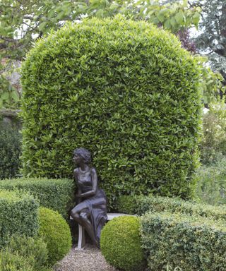 Surprising garden laws, large hedges in a garden