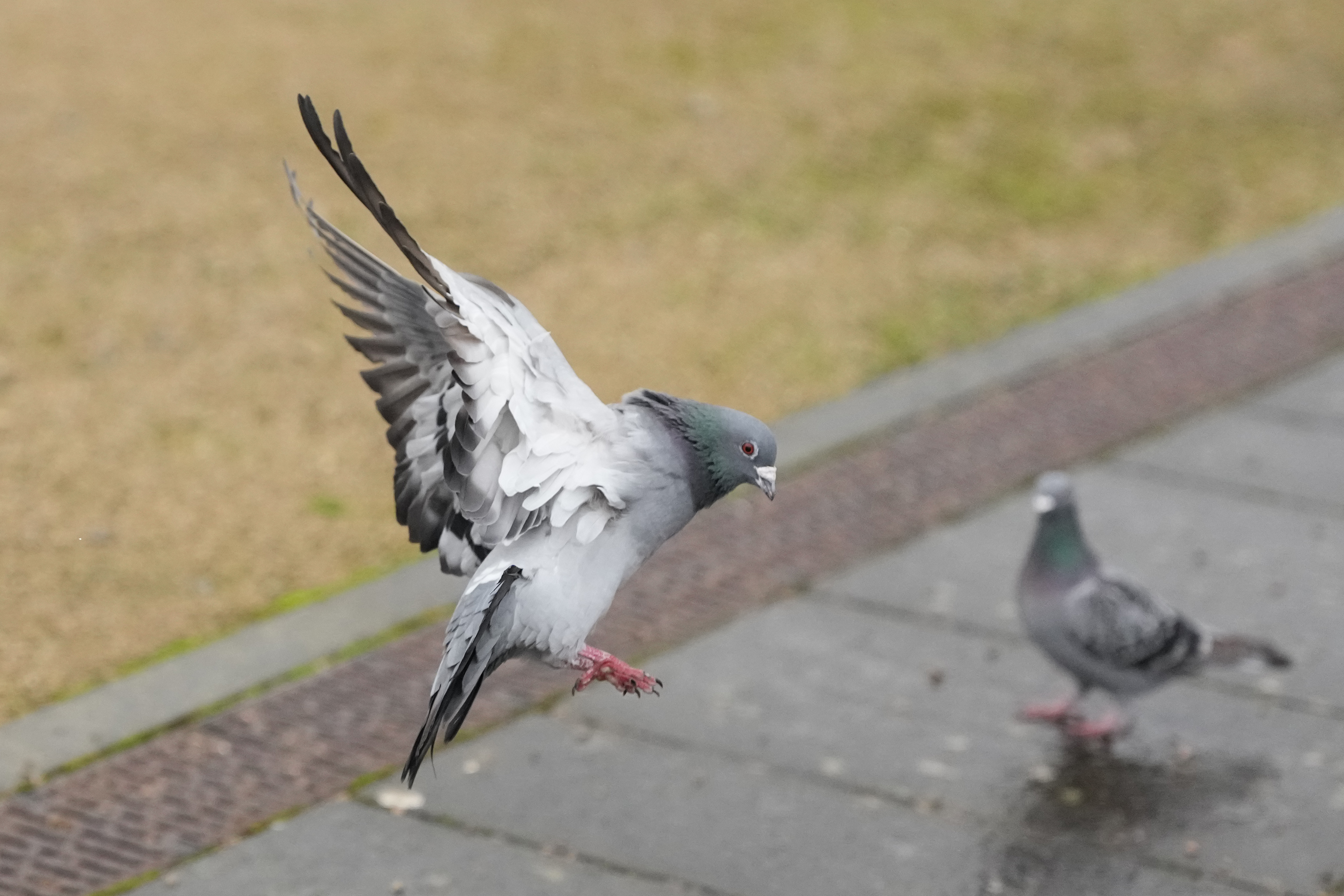 A photo of a pigeon in flight, taken on a Sony A1 II mirrorless camera and with a Sony FE 28-70mm F2 GM lens