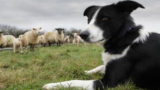 facts about border collies