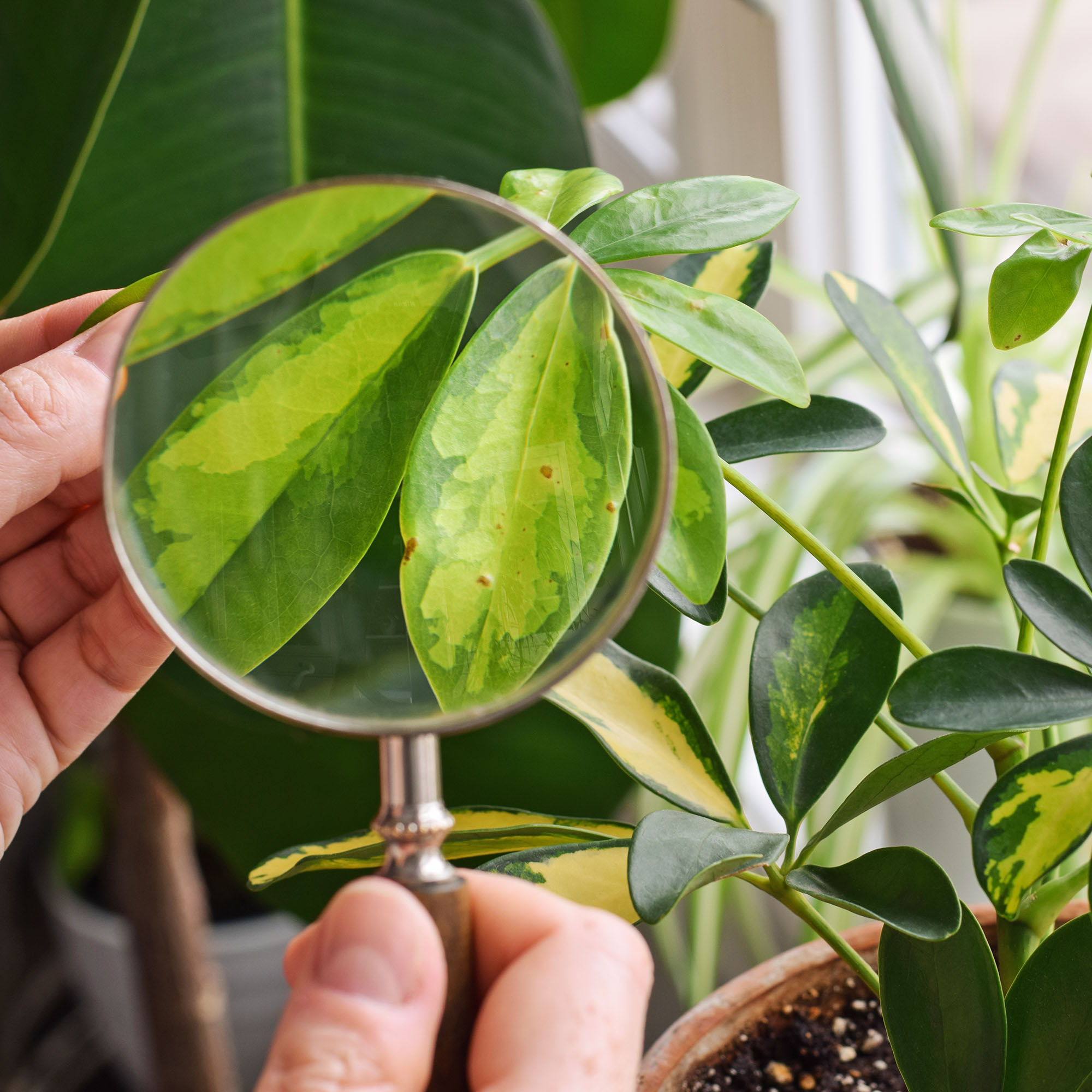 Closeup person using magnifying glass to examine leaves of schefflera houseplant for pests and disease