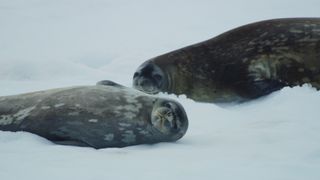 Weddell seals lying on ice in Frozen Planet II