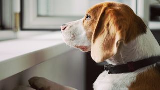 Beagle looking out of window