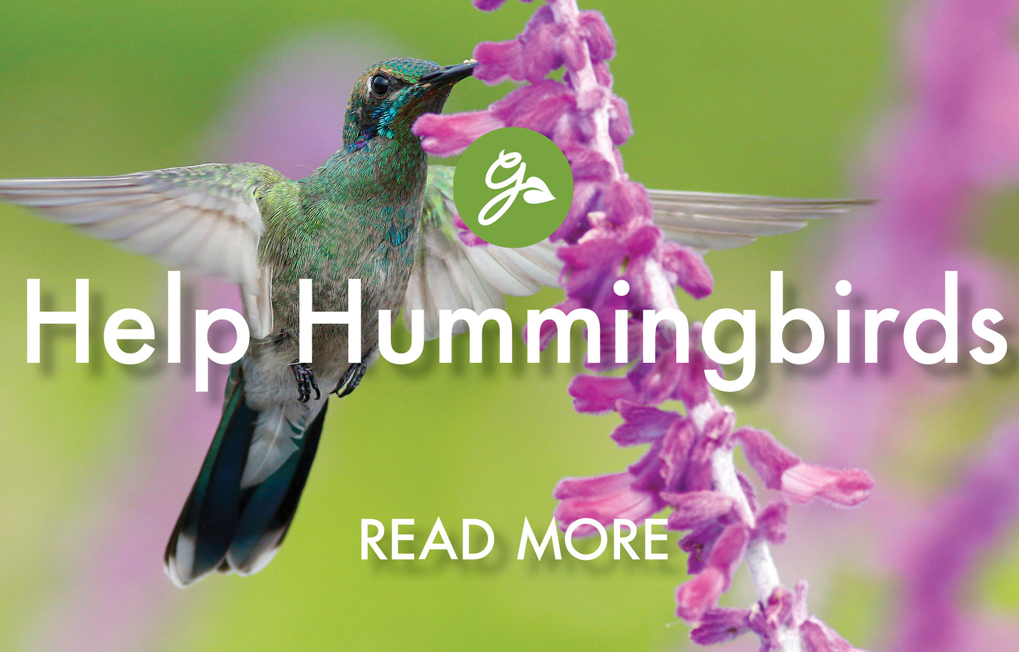 Read more about helping hummingbirds. Image shows hummingbird landing on flower