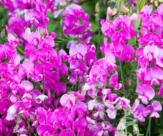 sweet peas in bloom with shades of pink and purple