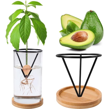 Musicozy Avocado Tree Growing Kits,avocado Growing Vase Wooden Base Avocado Seed Starter Vase Glass Plant Pot Easy Seed Sprout Starter Gift for Women Gardening Lovers Home Office Table Decoration