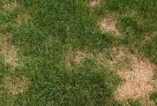 bare patches on lawn grass