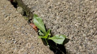 picture of young weeds growing through pavement