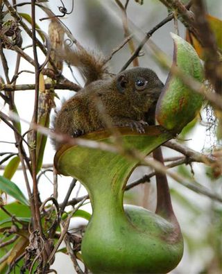 nepenthes lowii pitcher plant 