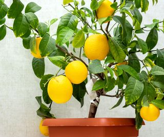 small fruiting lemon tree in large container