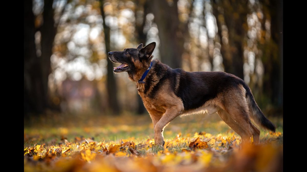 Dog walking in forest