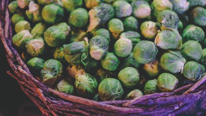 how to grow Brussels sprouts, by Cyrus Crossan