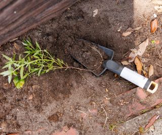 Fresh Thai Pepper plant being transplanted with black plastic trowel