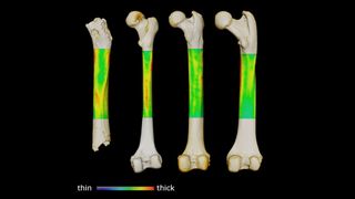 Here we see a 3D cortical thickness variation map for the femurs of (from left to right) Sahelanthropus, a human, a chimpanzee and a gorilla.