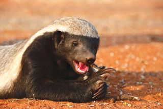 Honey badger chewing a piece of meat.