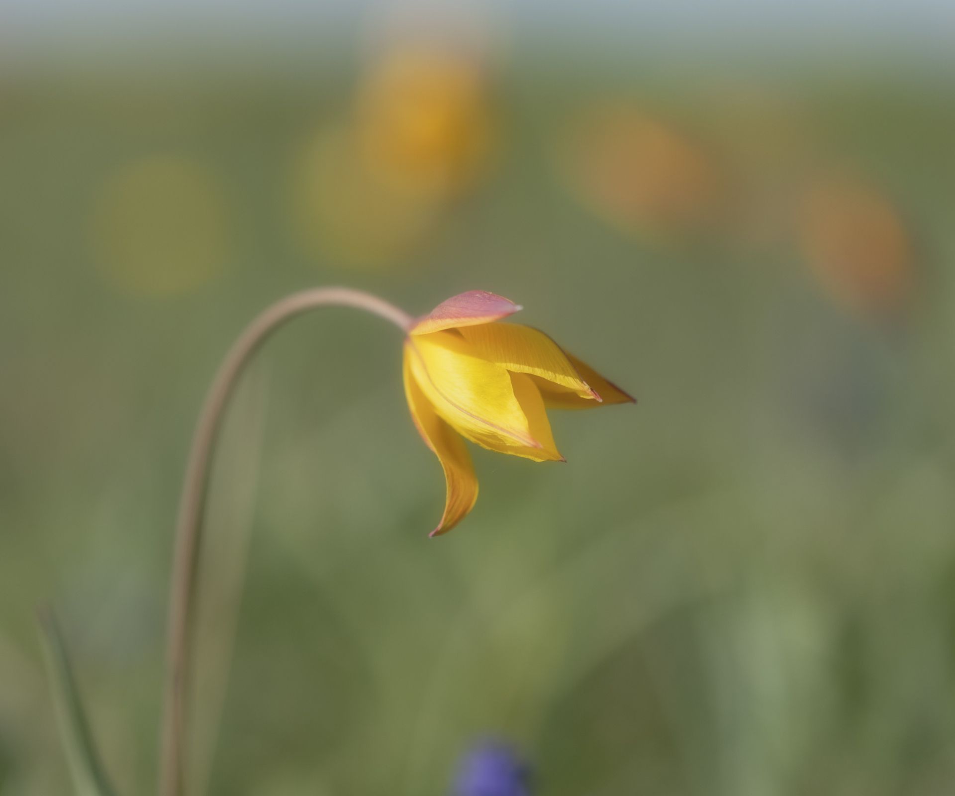 Tulipa sylvestris with yellow flowers