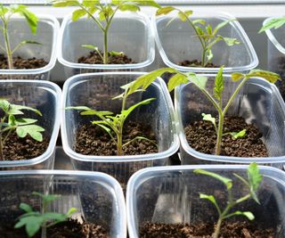 Plastic seed trays made from old food containers with seedlings in