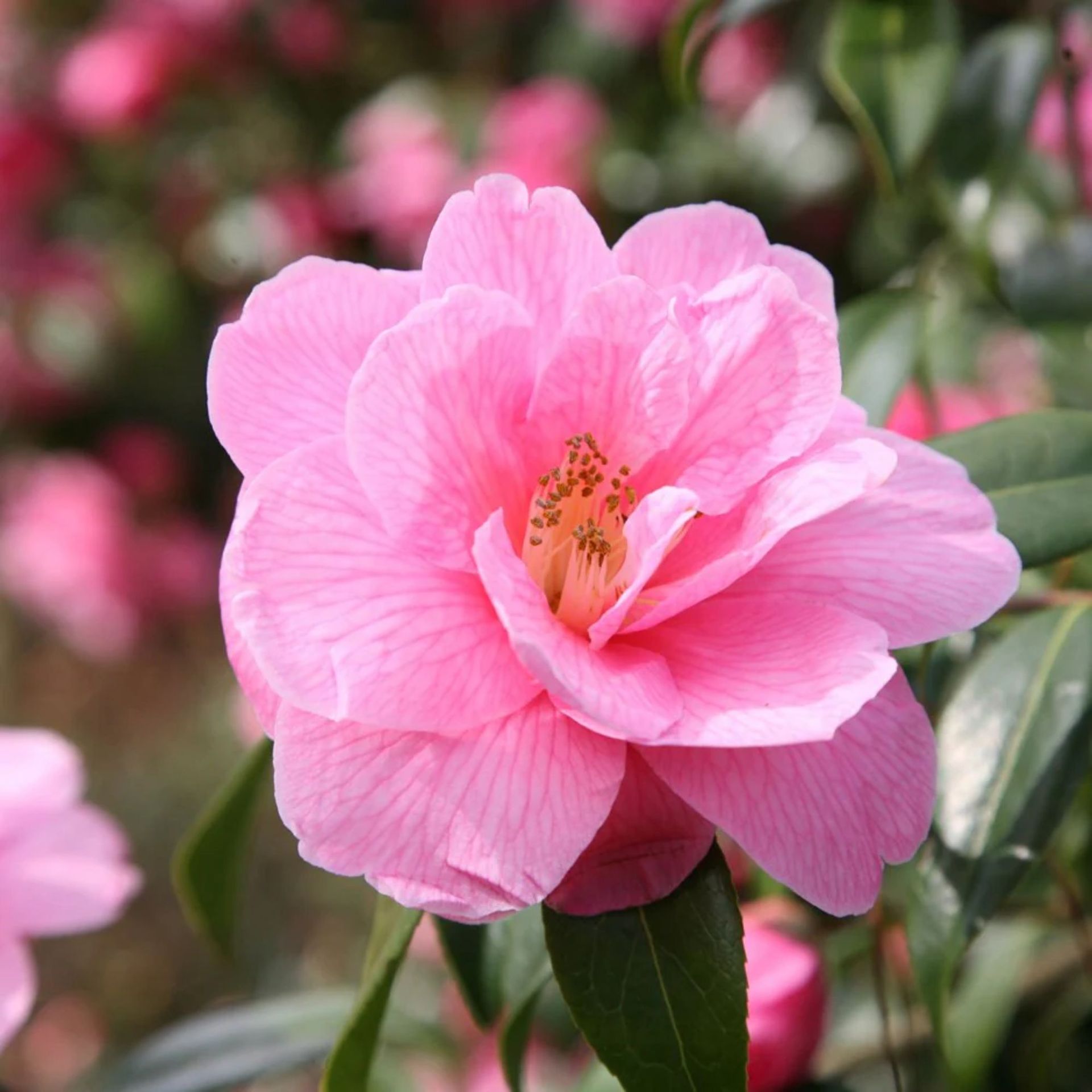 The Timeless Elegance of Camellias: A Guide to Cultivating and Appreciating these Winter Bloomers