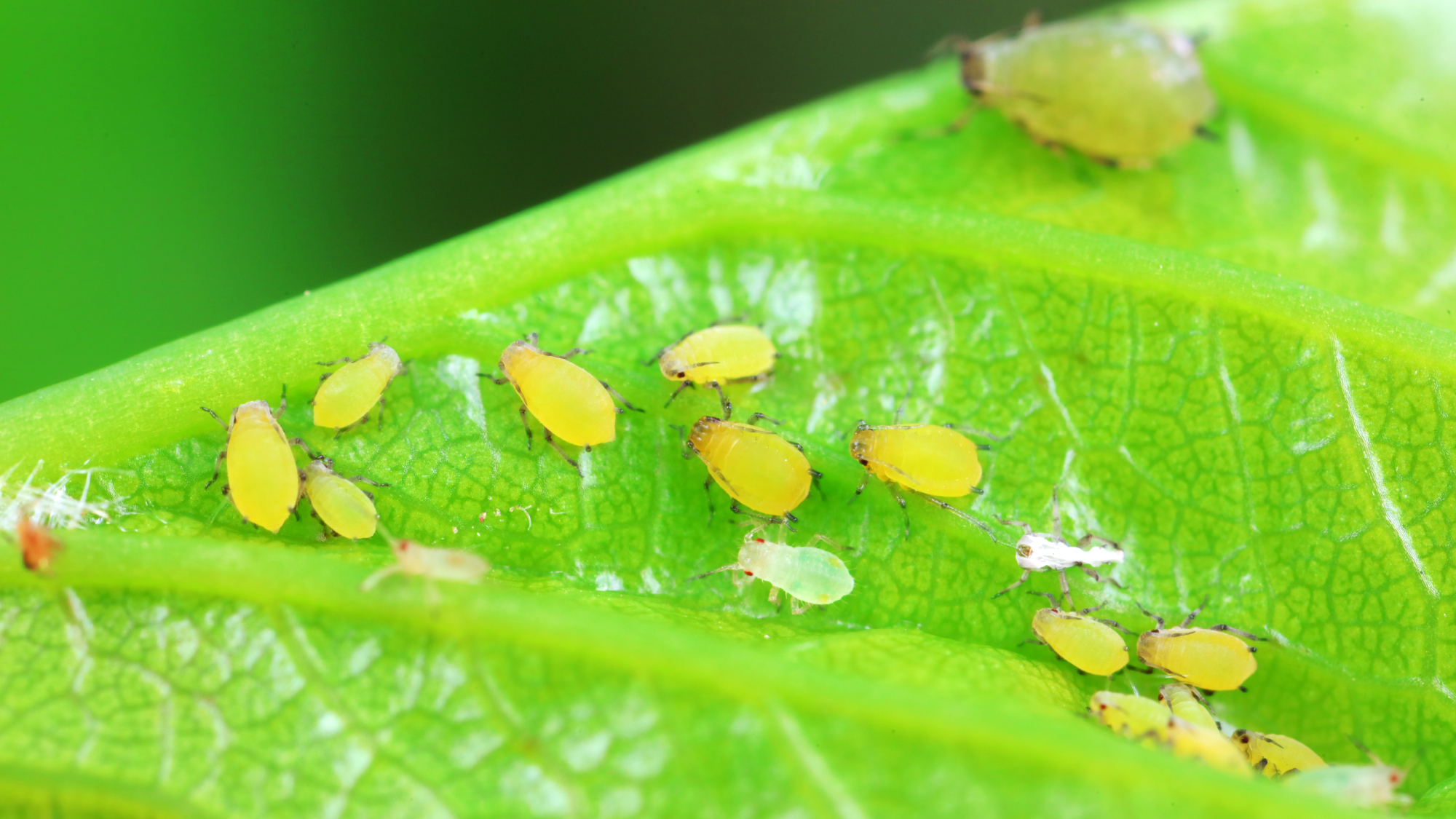 aphids on a leaf 