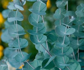 eucalyptus plants showing blue green foliage