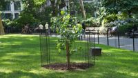 A small tree within a black grate in a park.