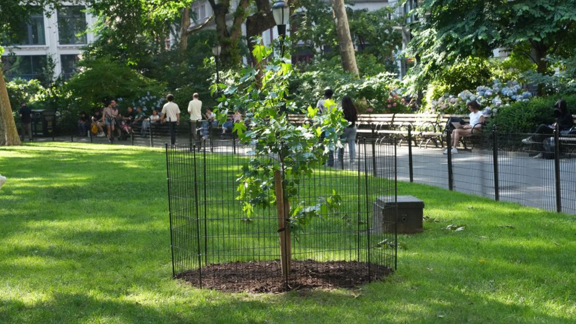 A small tree within a black grate in a park.