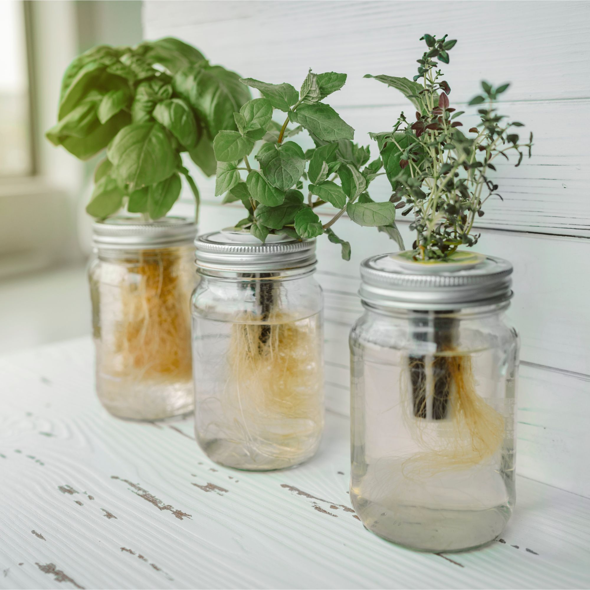Basil, mint and thyme herbs growing in hydroponic jars