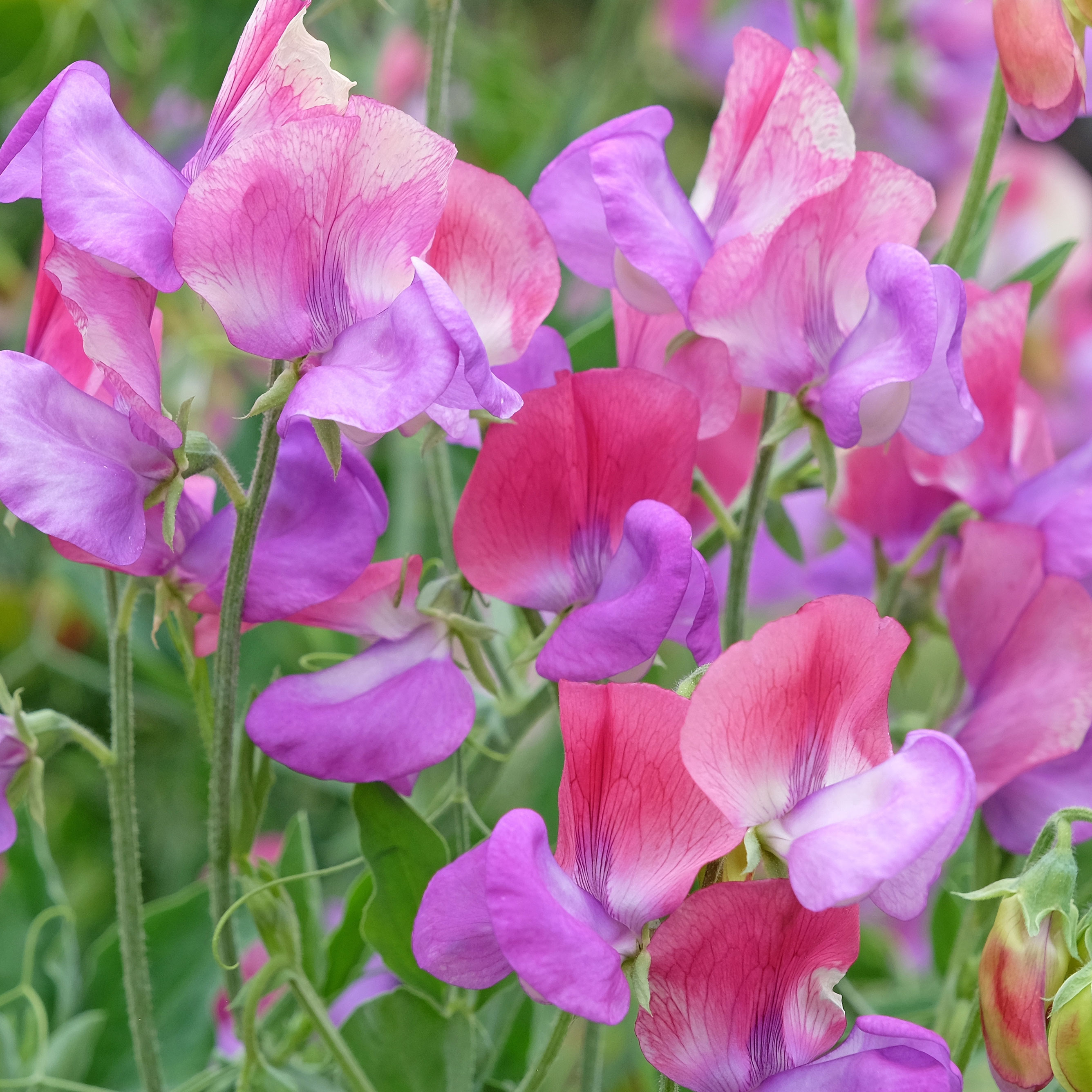 mixed sweet peas in garden border