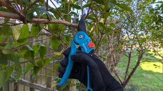 Pruning a tree with the Gardena Secateurs