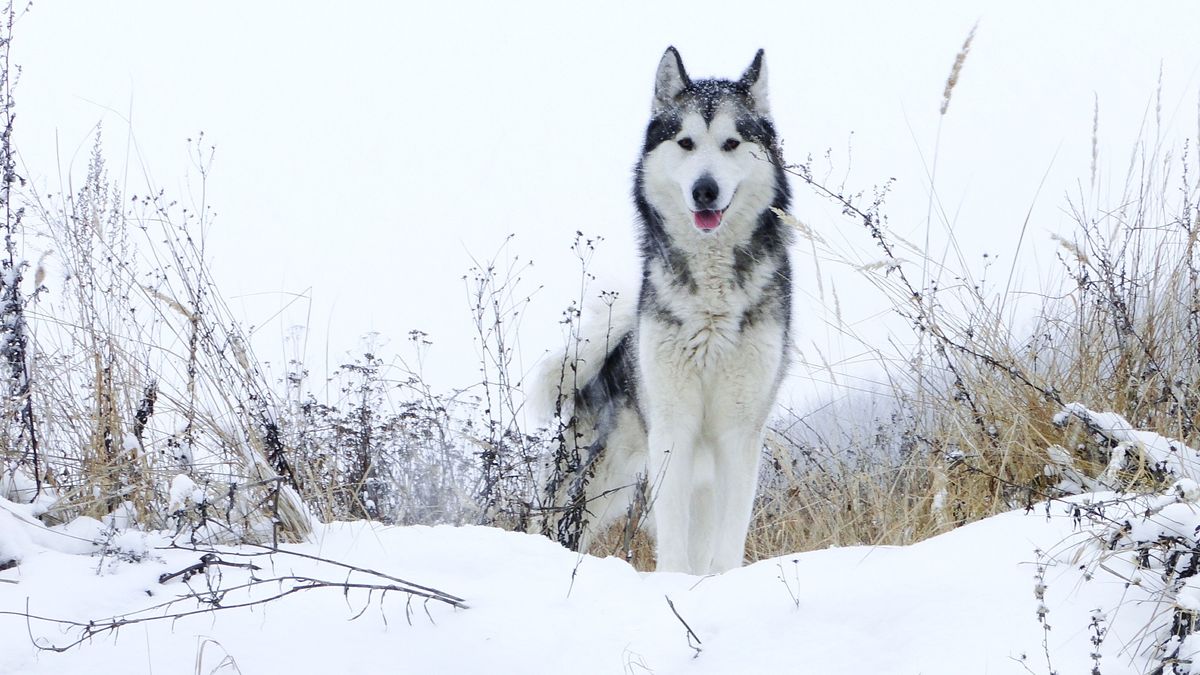 Oldest dog breeds