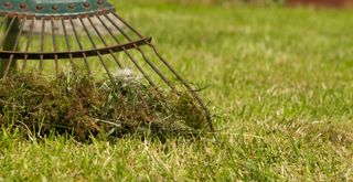 raking a lawn to show how to get rid of moss in a lawn