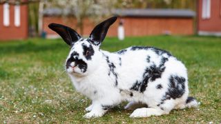 Checkered giant rabbit