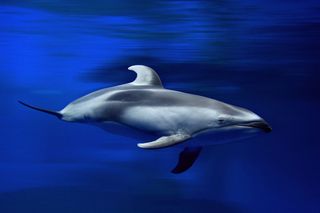Underwater shot of a white-sided dolphin.