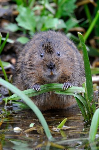 Water vole (Arvicola amphibius)