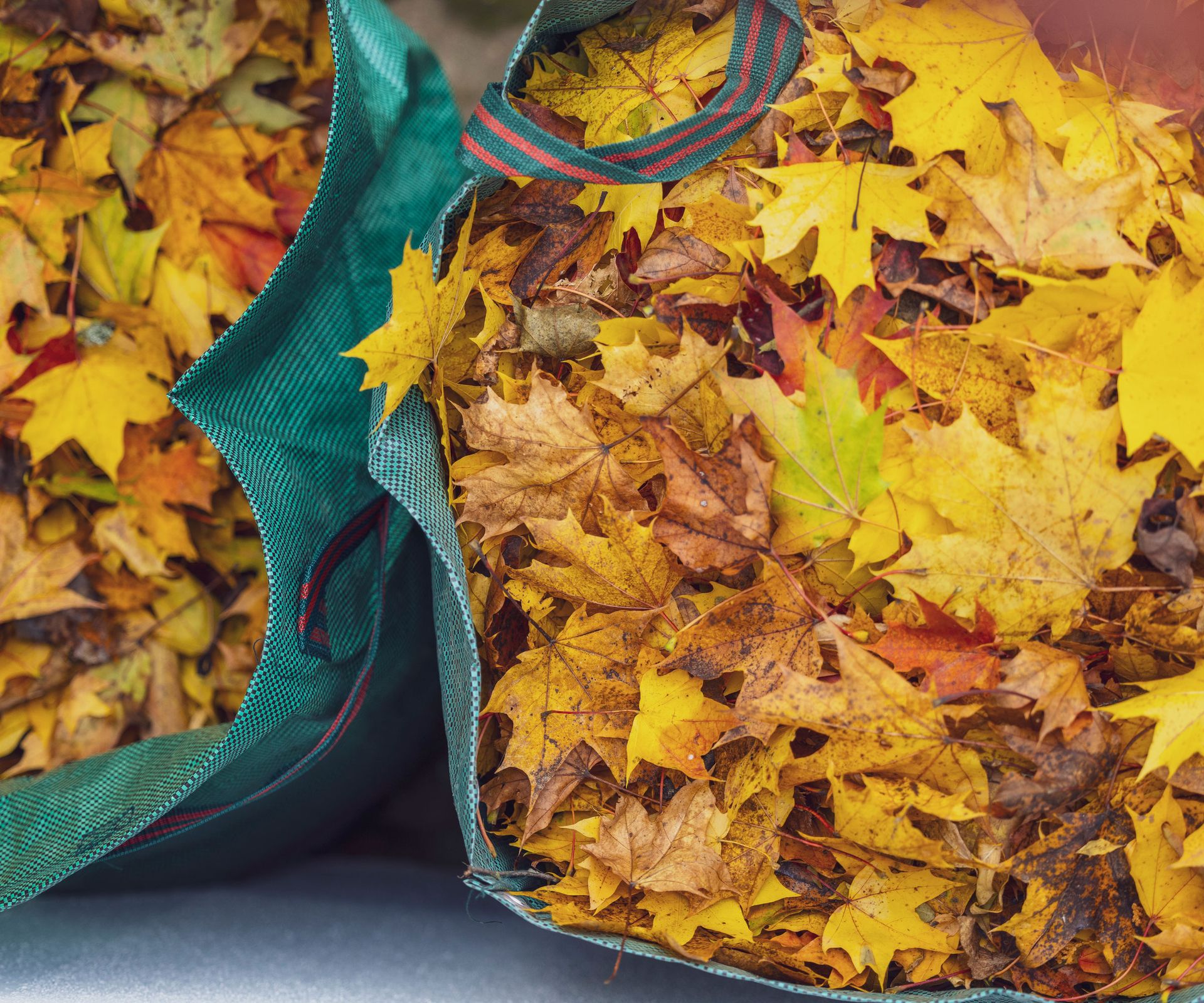 green bags filled with fading autumnal leaves