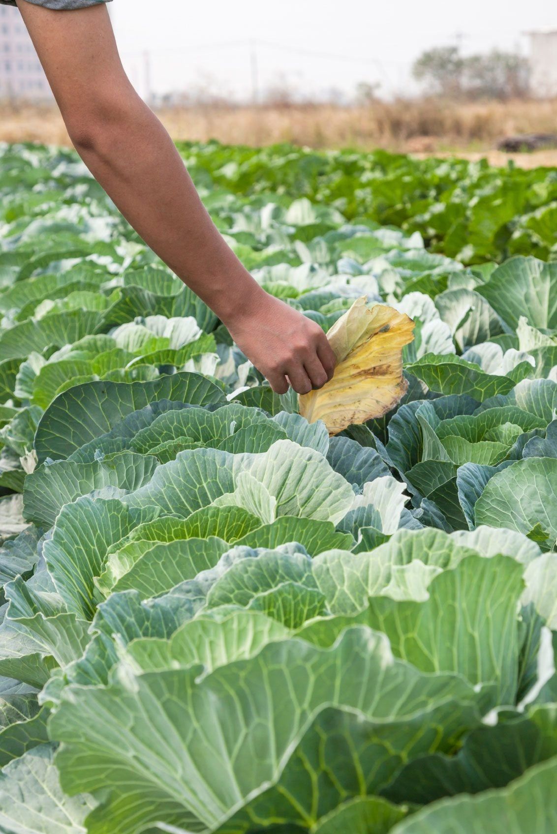 Fresh Cabbage Leaves on a Cutting Board
