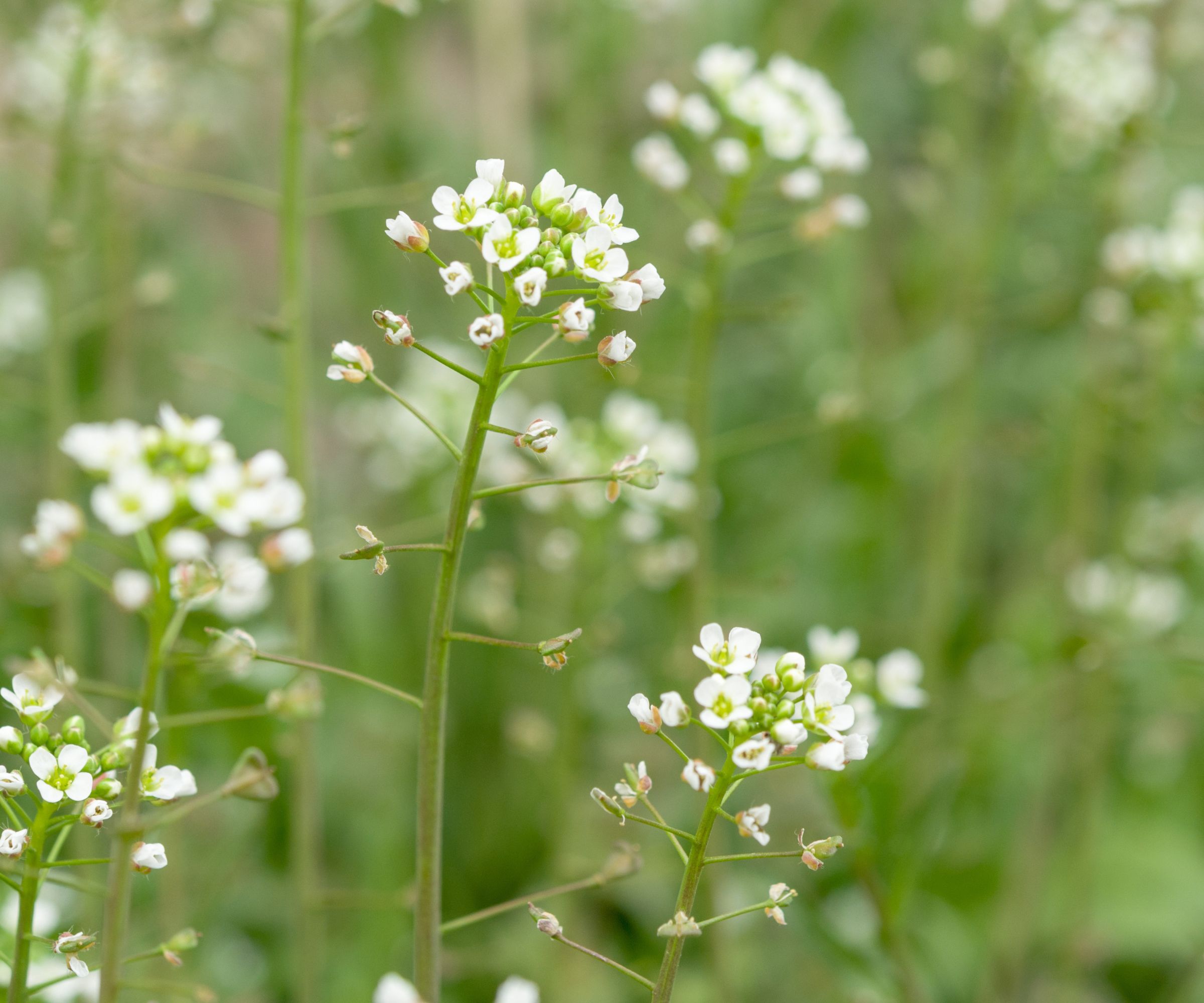 Green white flower weed grass shepherds purse (Capsella bursa pastoris) as background image