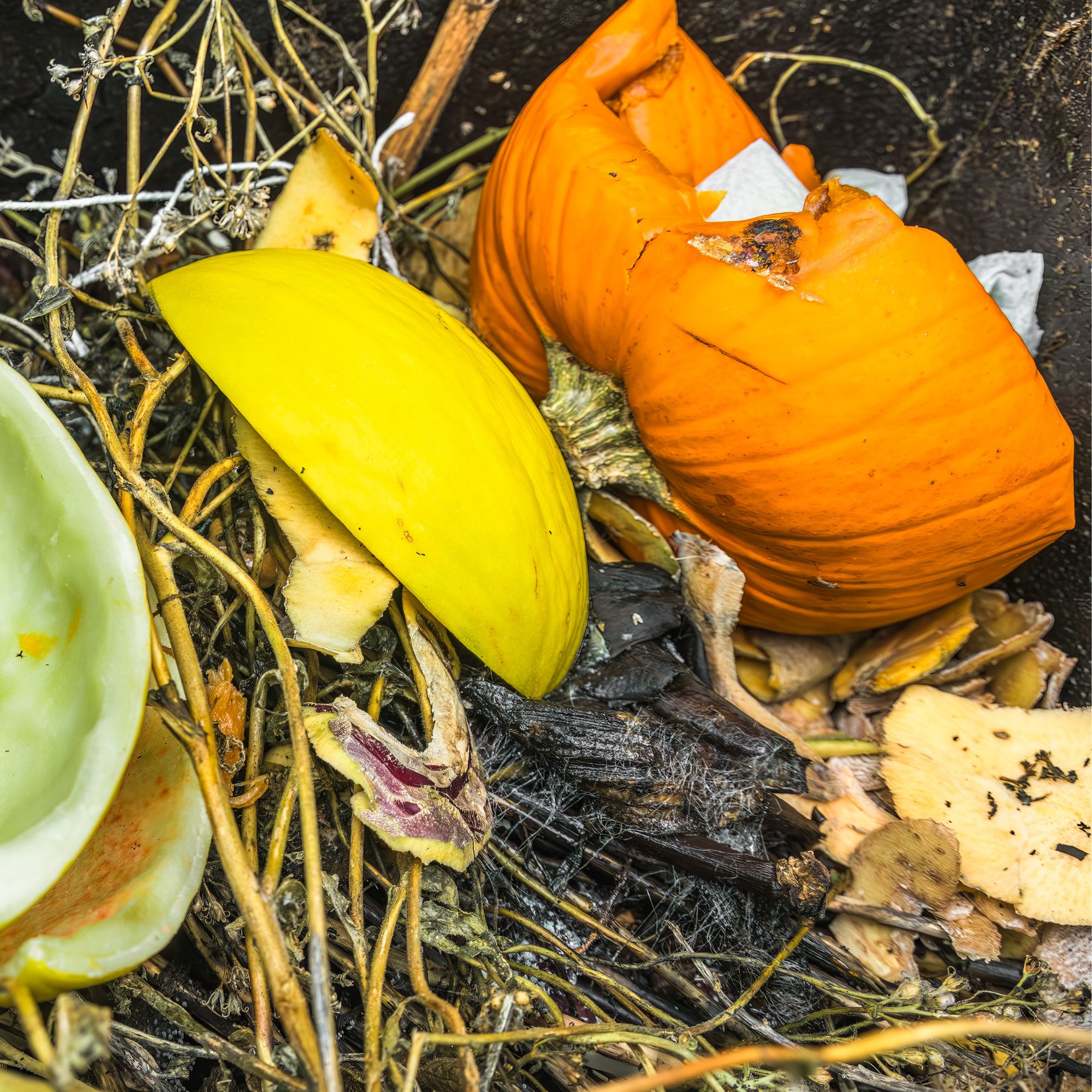 pumpkins in compost