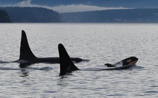 Baby orca L124 swims alongside two other killer whales in the L pod: L41 and L85.