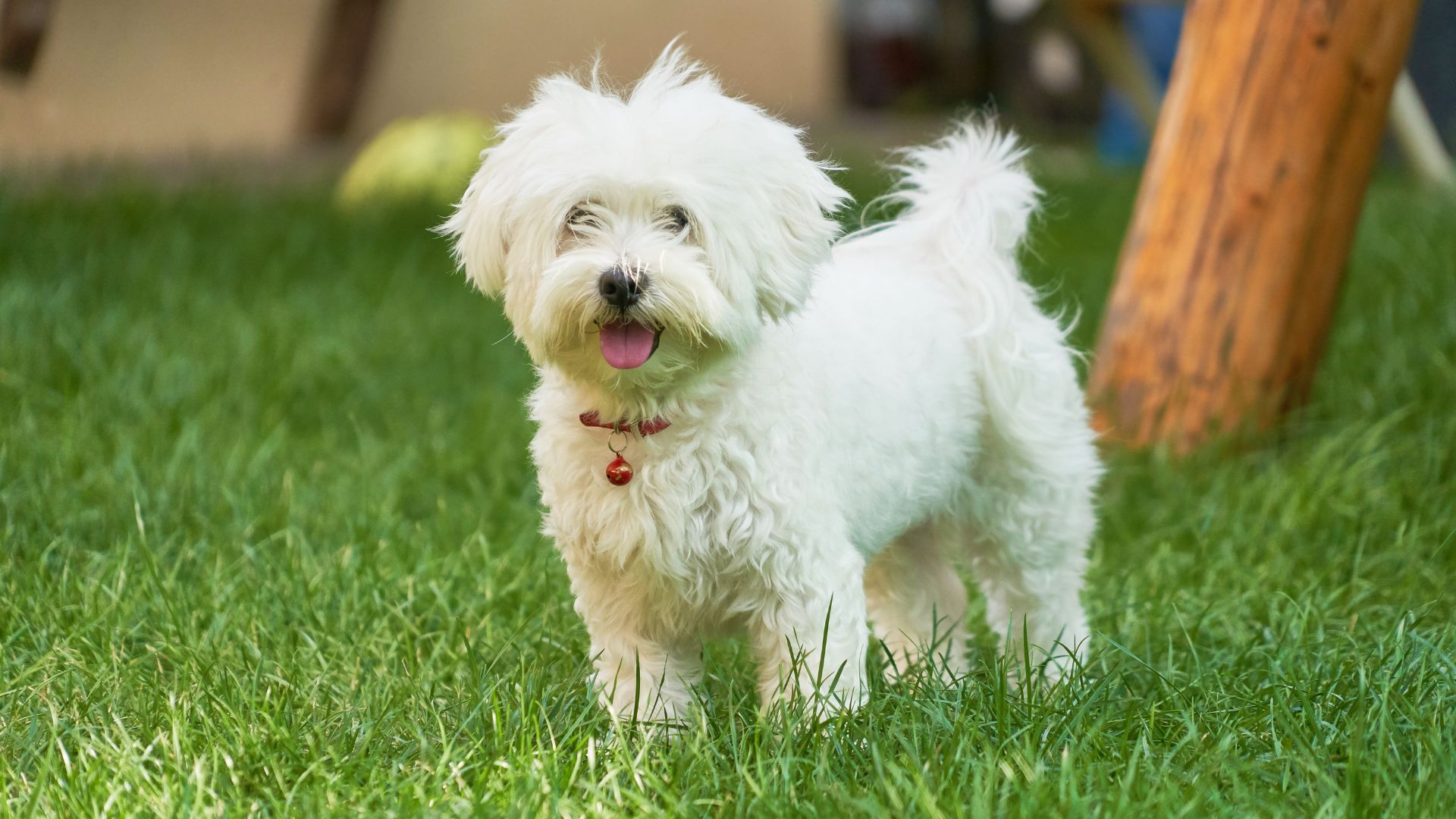 White Maltese dog with tongue out in the grass