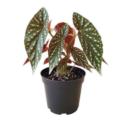 Polka Dot Begonia 
