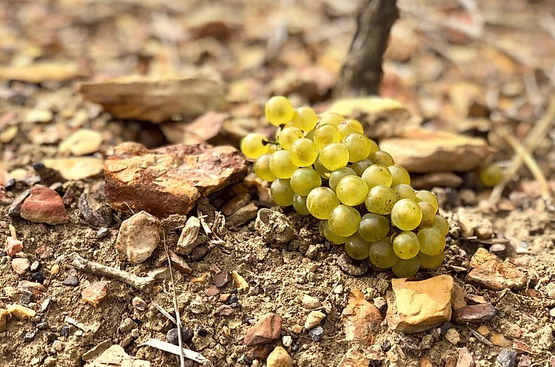 Storm-Wines-Bokkeveld-shale