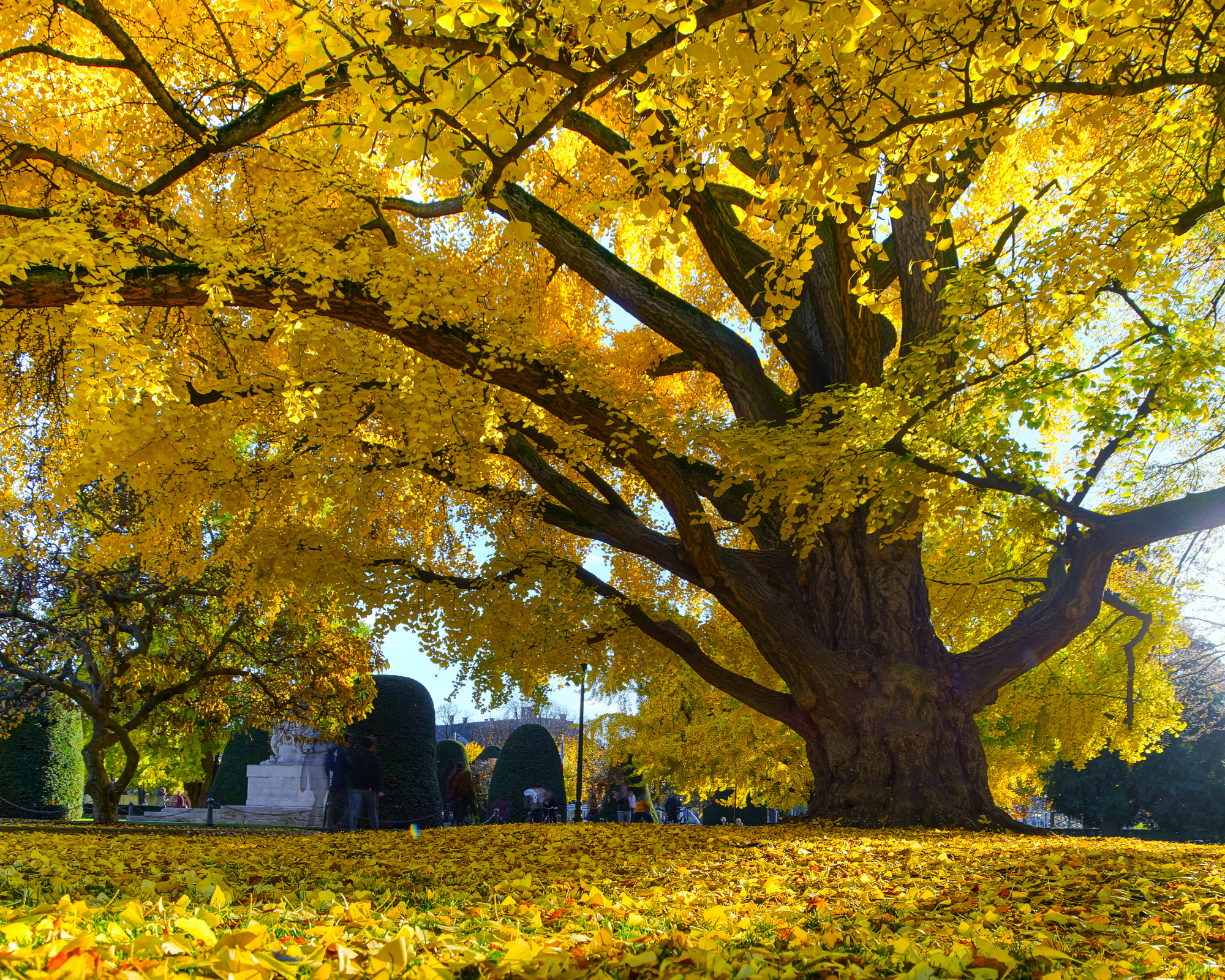 Huge ginkgo tree known as Goethe tree with yellow leaves, Republic square in Strasbourg, panoramic view, France