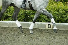 Dressage training